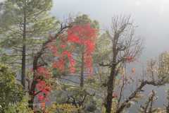 Parthenocissus semicordata